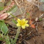 Hyoseris scabra Λουλούδι
