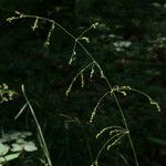 Milium effusum പുഷ്പം