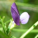 Vicia peregrina Flor