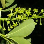 Pilocarpus racemosus عادت داشتن