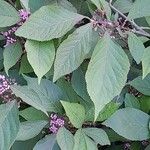 Callicarpa bodinieri 葉