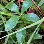 Ludwigia adscendens Blatt