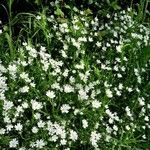 Stellaria palustrisFlower