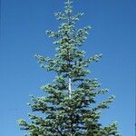 Abies concolor Costuma