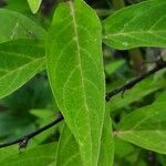 Asclepias incarnata Leaf