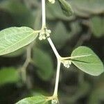 Ziziphus spina-christi Fuelha