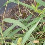 Setaria pumila Leaf