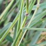 Dichanthium annulatum Bark