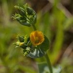 Blackstonia perfoliata Flower