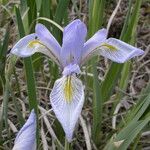 Iris missouriensis Virág