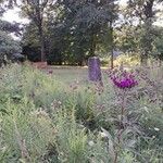 Vernonia noveboracensis Flower