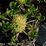 Trifolium suffocatum Arall