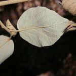 Helicteres baruensis Meyve