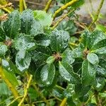 Ilex meserveae Deilen