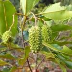 Flindersia fournieri Fruto
