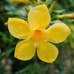 Allamanda schottii Φύλλο