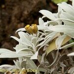 Helichrysum melaleucum Alia