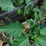 Physalis philadelphica Leaf