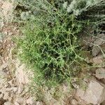 Gymnocarpos decander Hábito