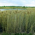 Phragmites australis Хабит