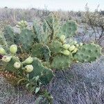 Opuntia ficus-indica Плід