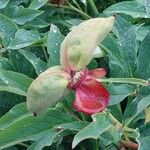 Paeonia mascula ഫലം