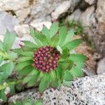 Rhodiola roseaFolla