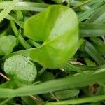 Dichondra carolinensis Feuille