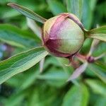 Paeonia lactiflora Flor