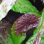 Celosia argentea Leaf