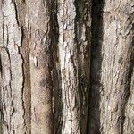 Cenostigma tocantinum പുറംതൊലി