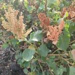 Rumex lunaria Fruto