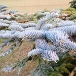 Abies procera Лист