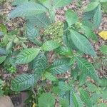 Psychotria nervosa List