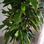 Dracaena fragransDeilen