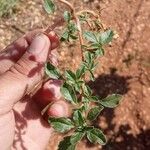 Amaranthus blitoidesΦύλλο