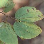 Piliostigma thonningii Φύλλο