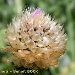Leuzea rhapontica Flower