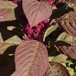 Amaranthus caudatus Folha