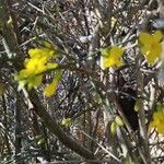 Jasminum nudiflorumŽiedas