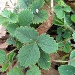 Potentilla pedata Blad