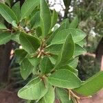 Spirostachys africana Frunză