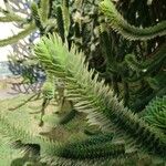 Araucaria araucanaLeaf