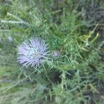 Galactites tomentosus花