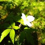 Anemone trifolia Kvet