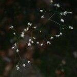 Deschampsia flexuosa Blomma