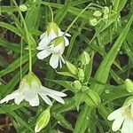 Stellaria palustris Fleur