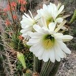 Soehrensia spachiana Flower