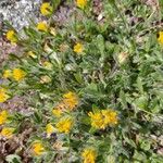 Anthyllis cornicina 花