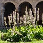 Acanthus mollisFlower